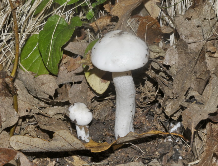 Hygrophorus eburneus ?